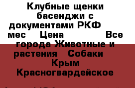 Клубные щенки басенджи с документами РКФ - 2,5 мес. › Цена ­ 20 000 - Все города Животные и растения » Собаки   . Крым,Красногвардейское